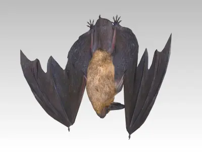 Common Pipistrelle Bat Low-poly 3D model