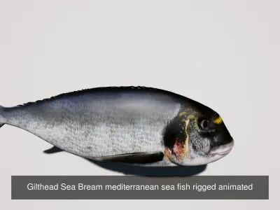 Collection fish head