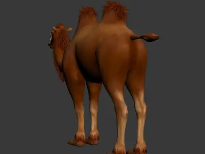 BactrianCamel camel with long hair Low-poly 3D model
