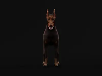 Dobermann Pinscher Dog Breed  3D model