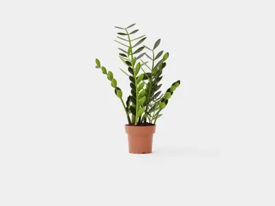 Zamioculcas zamiifolia Low-poly 3D model
