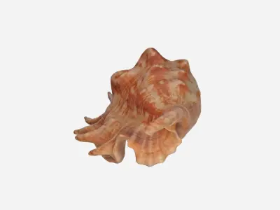 Sea shell Spider Conch 3d model Low-poly 3D model