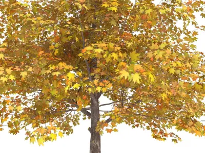 Maple Autumn yellow 3D model