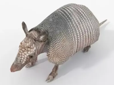 Armadillo Low-poly 3D model
