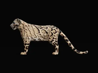 Clouded Leopard Wild Cat 3D model