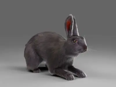 Fur Rabbit Gray V02 Rigged Low-poly 3D model