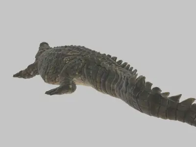 Highly Detailed Crocodile 3D Model 3D model