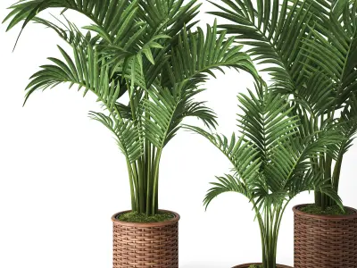 Palm Howea 3D model