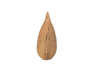 Photorealistic Almond in Shell 3D Scan 3D model
