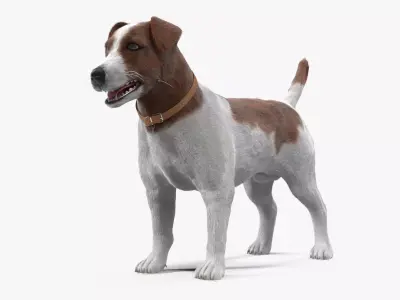 Jack Russell Low-poly 3D model