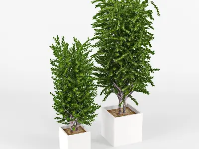 Eucalyptus two potted plants 3D model
