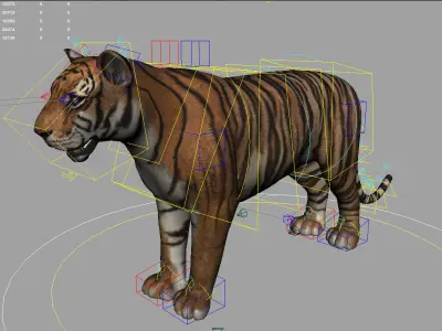 Muscle Rigged Tiger  3D model