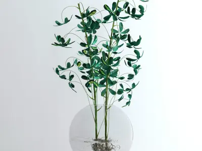 Schefflera Double 3D model