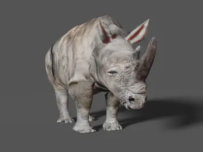RHINOCEROS Low-poly 3D model
