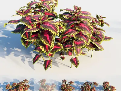 coleus plant-2 3D model