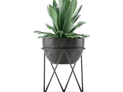 House Plant 27 3D model