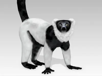 Hills Ruffed Lemur Low-poly 3D model
