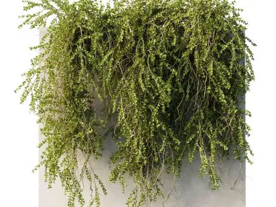 hanging Plants - Outdoor Plants 210 3D model