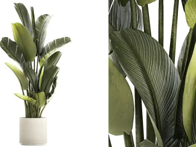 Beautiful Strelitzia and Ravenala plant in a flower pot 1328 3D model