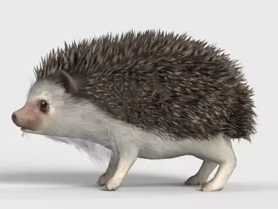 Realistic Hedgehog 3D Model  low poly Rigged Low-poly 3D model