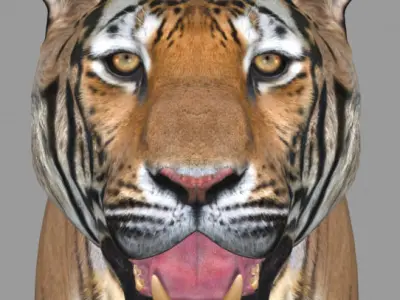 The Ultimate CGI Tiger - no fur 3d model 3D model