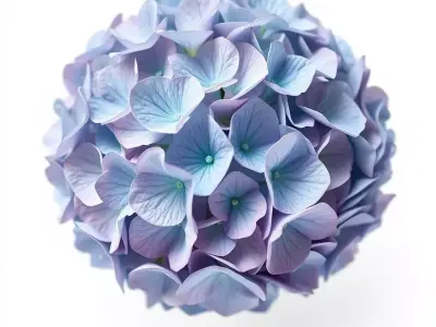 Hydrangea Blossom model pack Low-poly 3D model