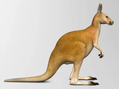 Kangaroo 3D model