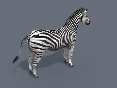 Pro Zebra - 4K 3D model
