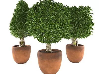 Collection of plants 001 Boxwood trees 3D model