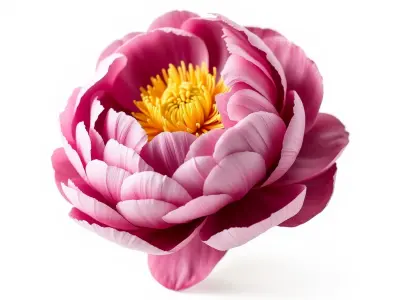 Exquisite 3D Peony Flower Model Pack Low-poly 3D model