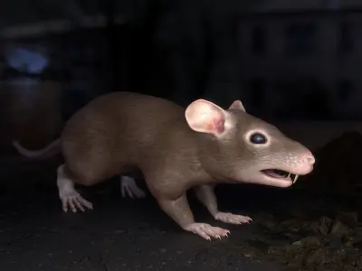 Common Rats Low-poly 3D model
