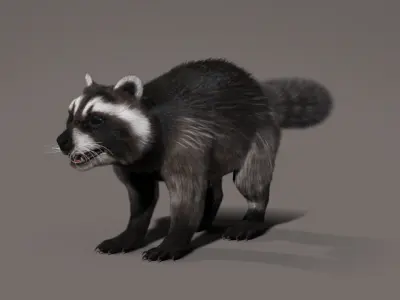 Raccoon 3d model Hair Farm Fur 3D model