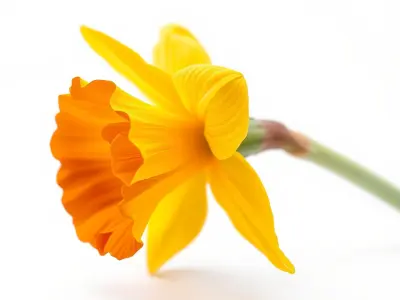 Yellow Narcissus with Apricot Trumpet model pack Low-poly 3D model