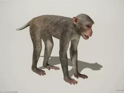 Rhesus Macaque 3D Monkey - PBR  Low-poly 3D model