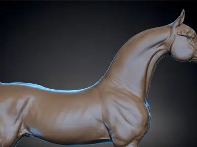 Horse Arabian  -  TPose 3D model