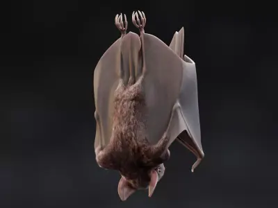 Vampire Bat in Hanging Pose - Rigged 3D model