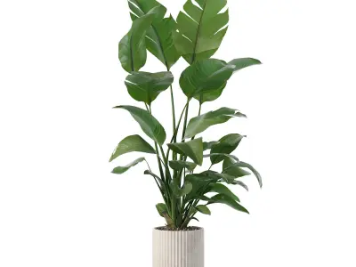 Strelitzia in biedge flowerpot 3D model