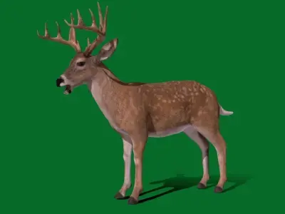 Virginia Deer Low-poly 3D model