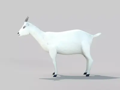 white goat two 3D model