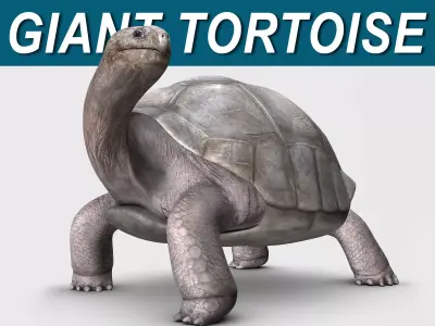 Giant Tortoise 3D model