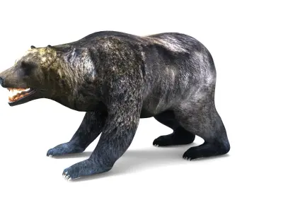 3D Model Black Bear Rigged and animated  Low-poly 3D model