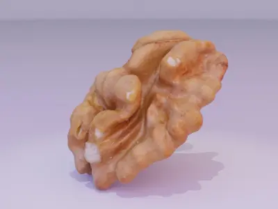 Walnut half kernel 01 high-poly 3D model