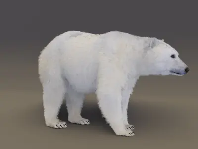 Polar Bear 3D model