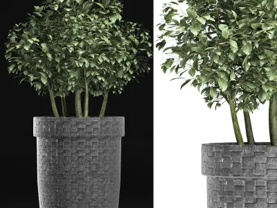 Plants Collection 170 Sageretia Theezans 3D model