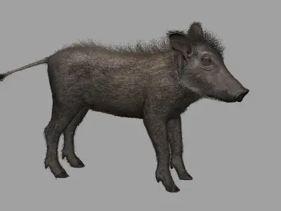 Warthog baby with realistic fur Low-poly 3D model