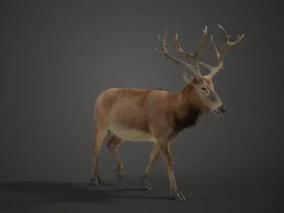 Male Deer with 2 Animations  VFX Grace 3D model