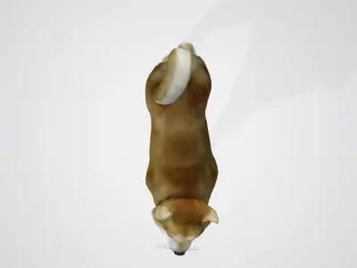 REALISTIC 3D DOG MODEL Low-poly 3D model