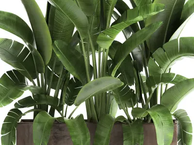 Banana palm in a flowerpot for the interior 922 3D model