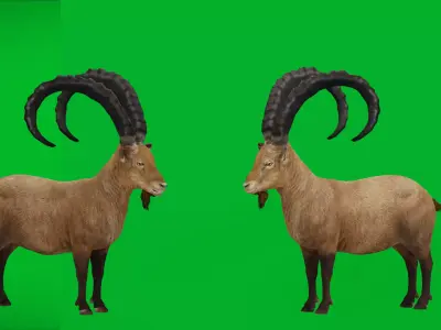 Asiatic Himalayas Ibex Low-poly 3D model