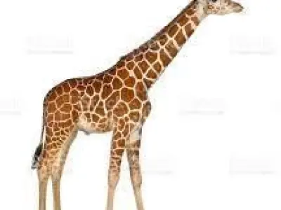Giraffe 3D model